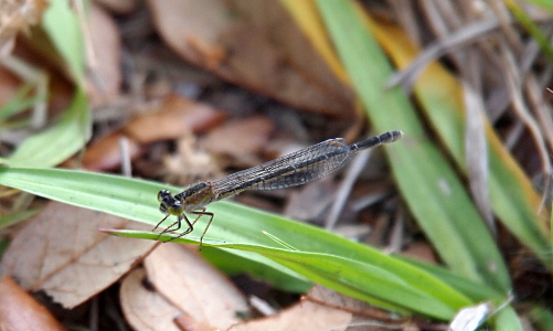 [A side front view of a damselfly on a blade of grass. The damselfly has clear wings with dark stripes outlining segments of the wings. The thorax has a thick black stripe on the top middle and brown on the sides. The top half of the eyes are black and the lower part is green. The body is black with light stripes separating the segments.]
